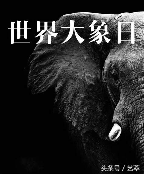 暢銷書排行榜2022 大象象徵意義